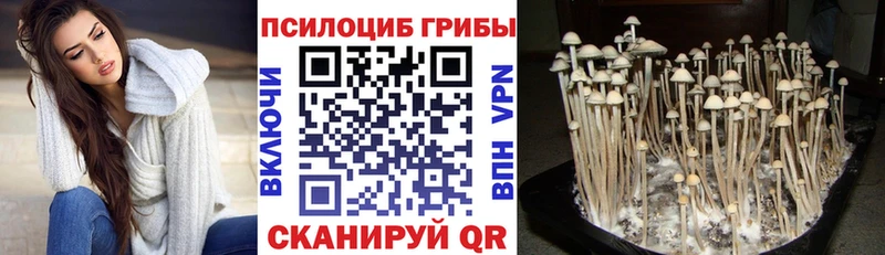 Купить  Катайск  Псилоцибиновые грибы ЛСД 
